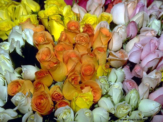 http://www.postcard.ru/pic/flowers_rose/983069592_roses01.jpg